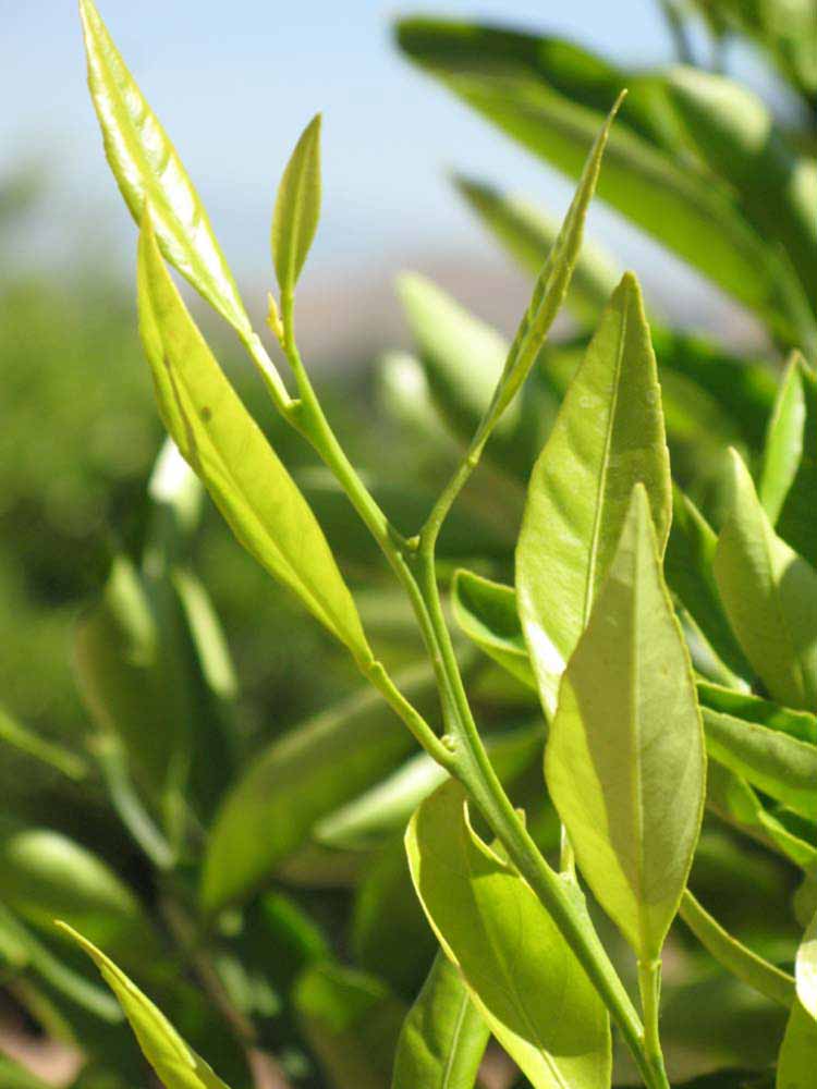              Sun leaves (Riverside, CA)       